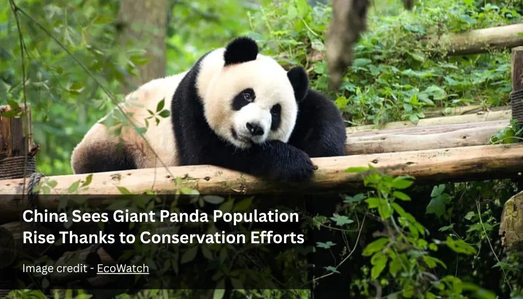 China Sees Giant Panda Population Rise Thanks to Conservation Efforts