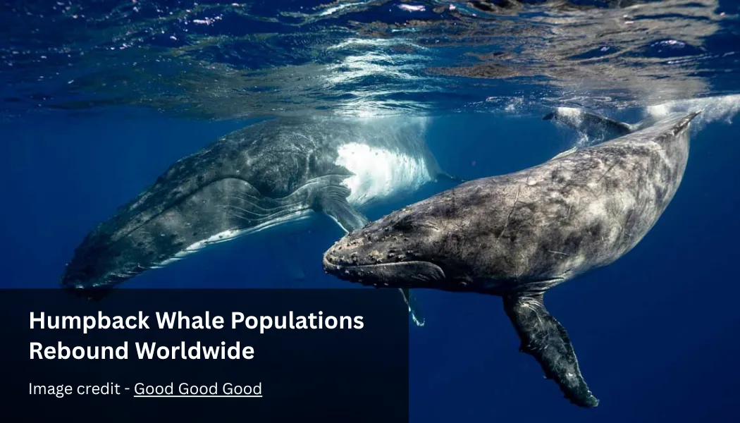 Humpback Whale Populations Rebound Worldwide