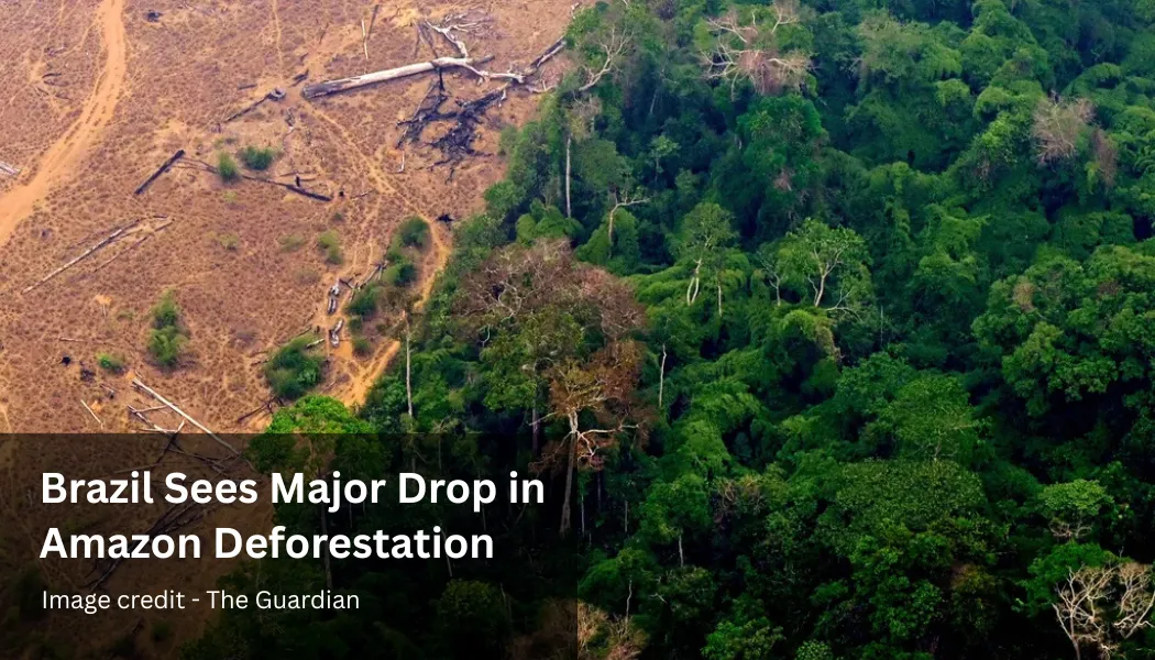 Brazil Sees Major Drop in Amazon Deforestation