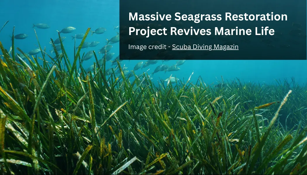 Massive Seagrass Restoration Project Revives Marine Life