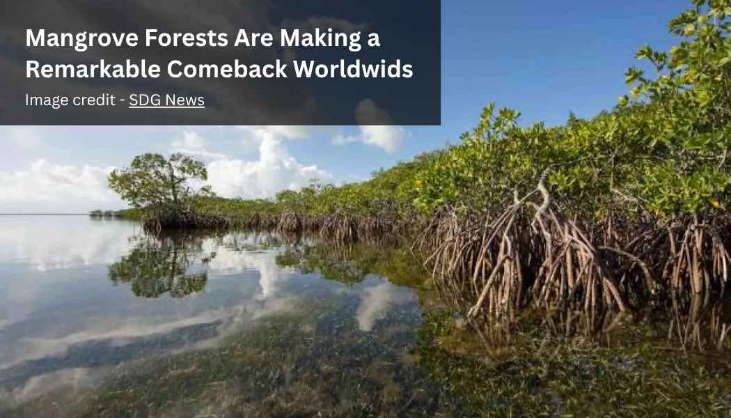 Mangrove Forests Are Making a Remarkable Comeback Worldwide