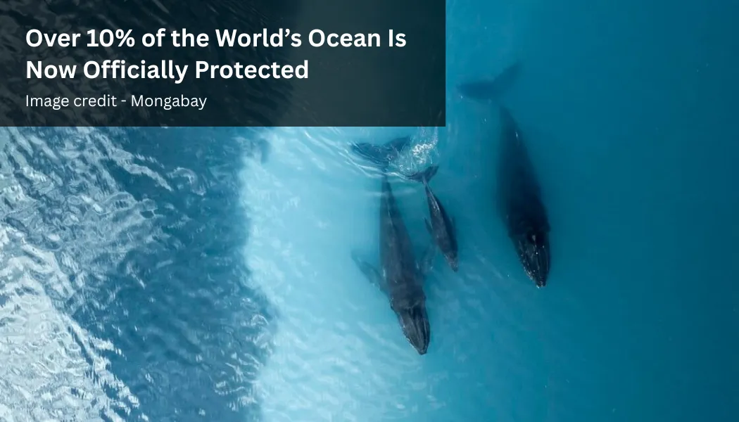 Over 10% of the World’s Ocean Is Now Officially Protected