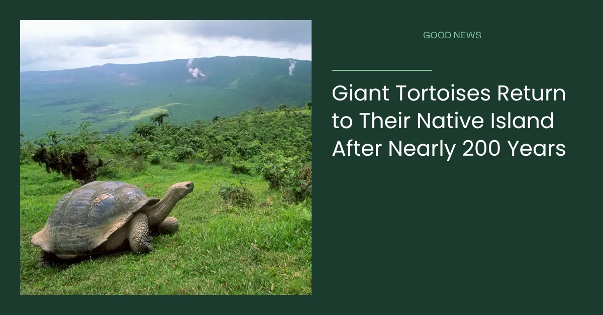 Giant Tortoises Return to Their Native Island After Nearly 200 Years