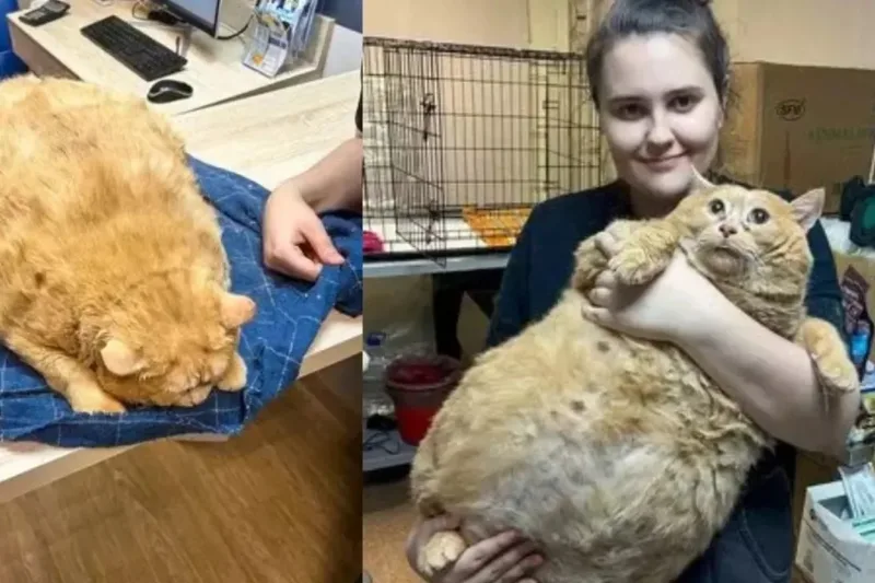 The Heartfelt Story of Kroshik: The Orange Tabby’s Rescue and Rehabilitation Journey