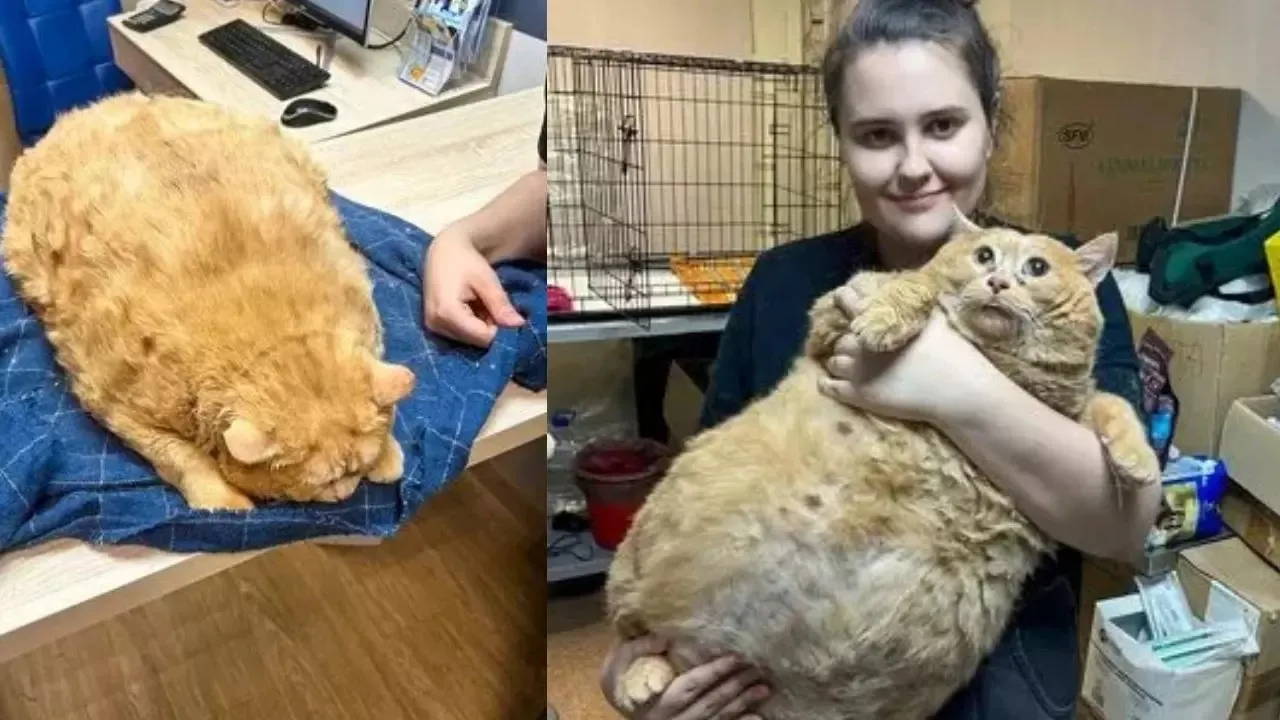 The Heartfelt Story of Kroshik: The Orange Tabby’s Rescue and Rehabilitation Journey