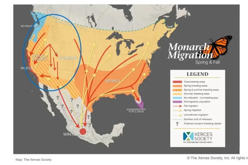 Eastern Monarch Butterfly Population Nearly Doubles!