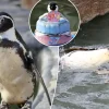 Spneb the Humboldt Penguin Celebrates Remarkable 37th Birthday at Paradise Park