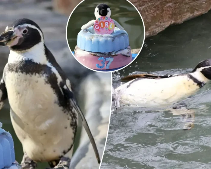 Spneb, the oldest known Humboldt penguin, celebrated her 37th birthday at Paradise Park Wildlife Sanctuary.