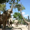 Compassionate Care for Elderly Elephants at Barcelona Zoo
