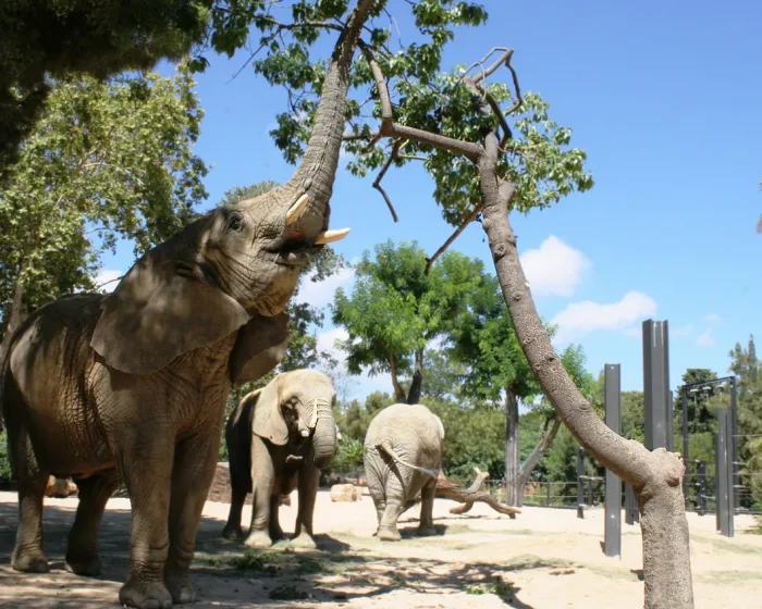 Compassionate Care for Elderly Elephants at Barcelona Zoo