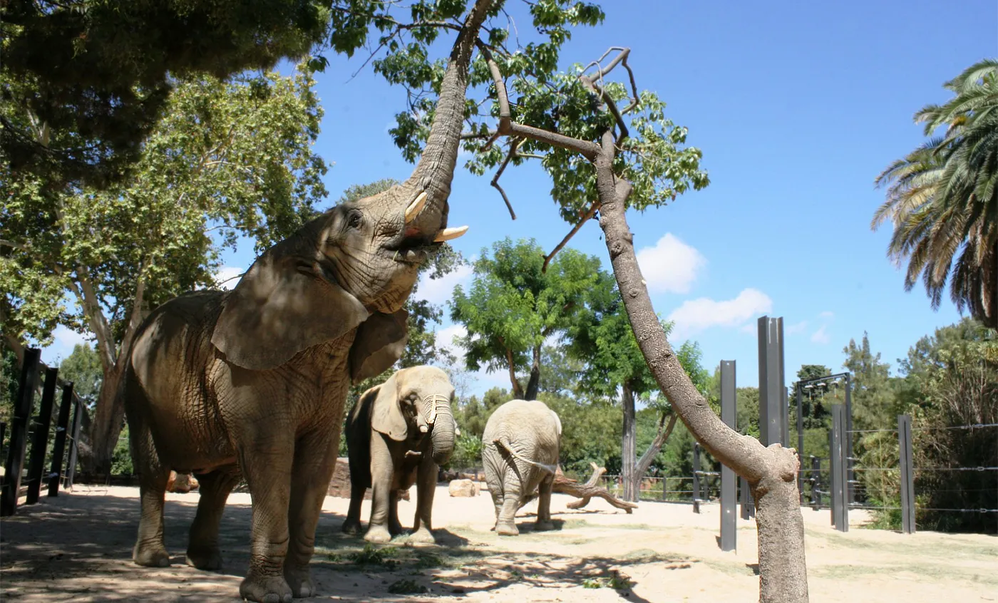 Compassionate Care for Elderly Elephants at Barcelona Zoo
