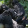Chimpanzees Drumming with Rhythm: A Breakthrough Study