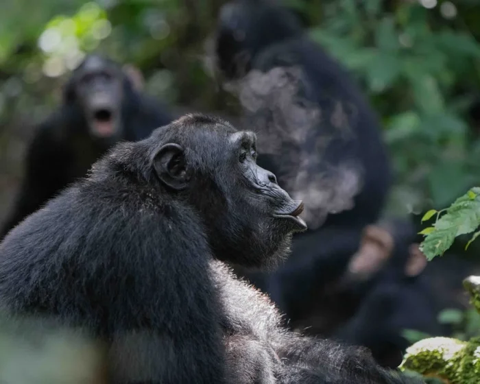 Chimpanzees Drumming with Rhythm: A Breakthrough Study