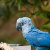 Spix’s Macaw Returns to the Wild: A Historic Step in Wildlife Conservation