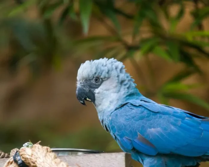 Spix’s Macaw Returns to the Wild: A Historic Step in Wildlife Conservation