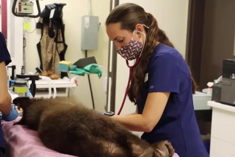Orphaned Bear Cub in California Successfully Rehabilitated for Release into the Wild