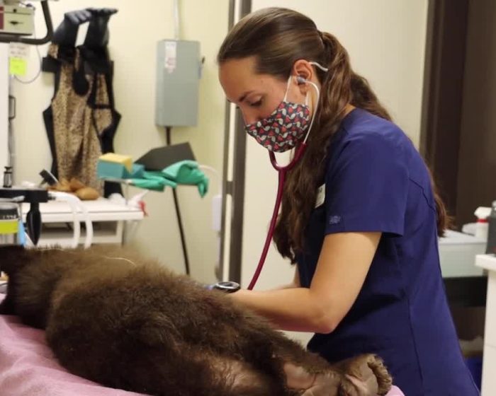 Orphaned Bear Cub in California Successfully Rehabilitated