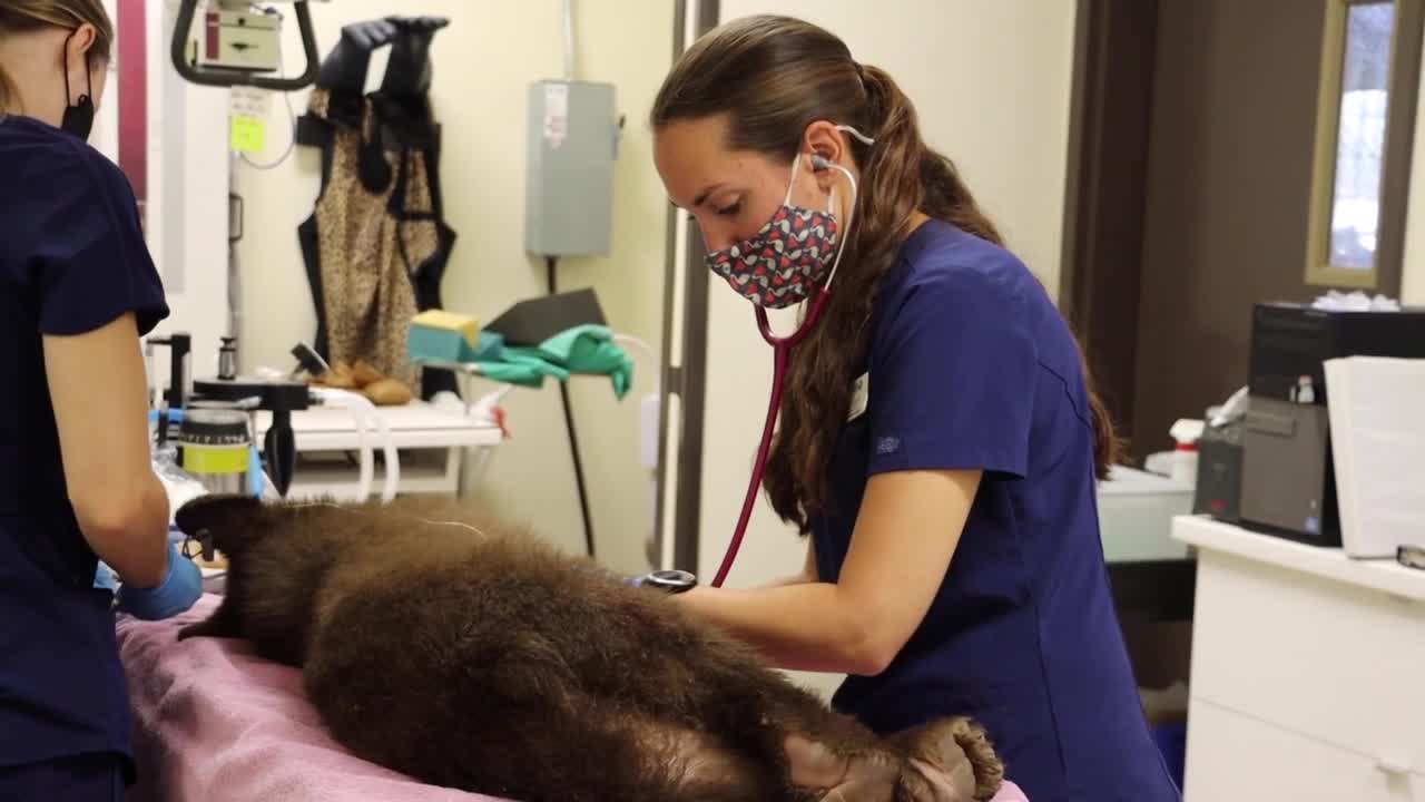 Orphaned Bear Cub in California Successfully Rehabilitated for Release into the Wild
