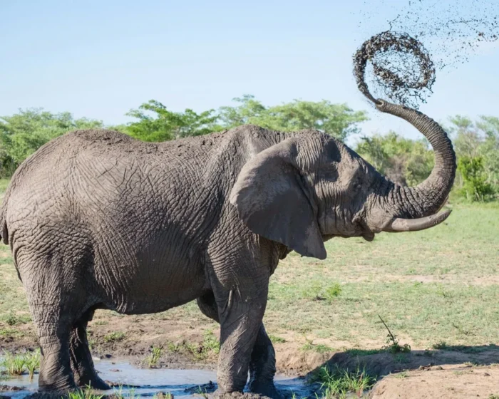 Elephant Rescues Drowning Gazelle in Guatemala Zoo