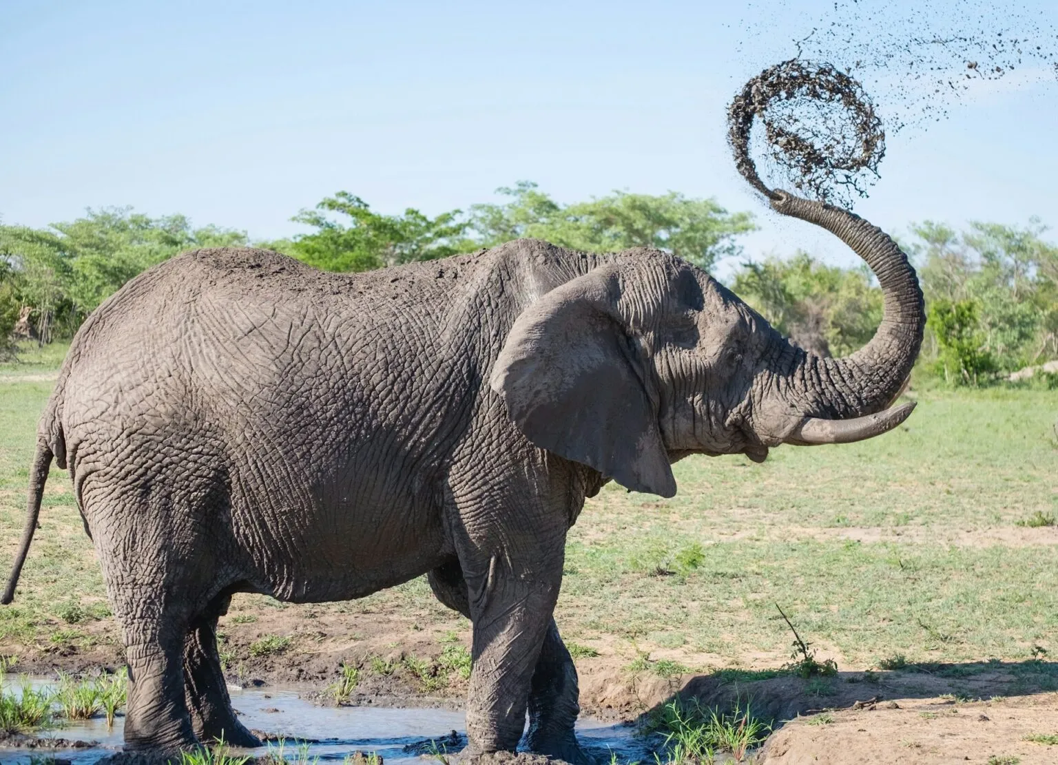 Elephant Rescues Drowning Gazelle in Guatemala Zoo