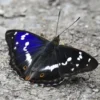 Rare Purple Emperor Butterfly Sees Comeback in Sussex