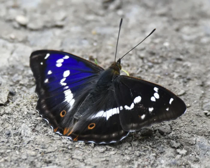 Rare Purple Emperor Butterfly Sees Comeback in Sussex