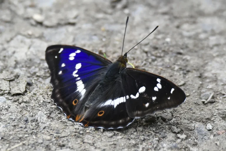 Rare Purple Emperor Butterfly Sees Comeback in Sussex