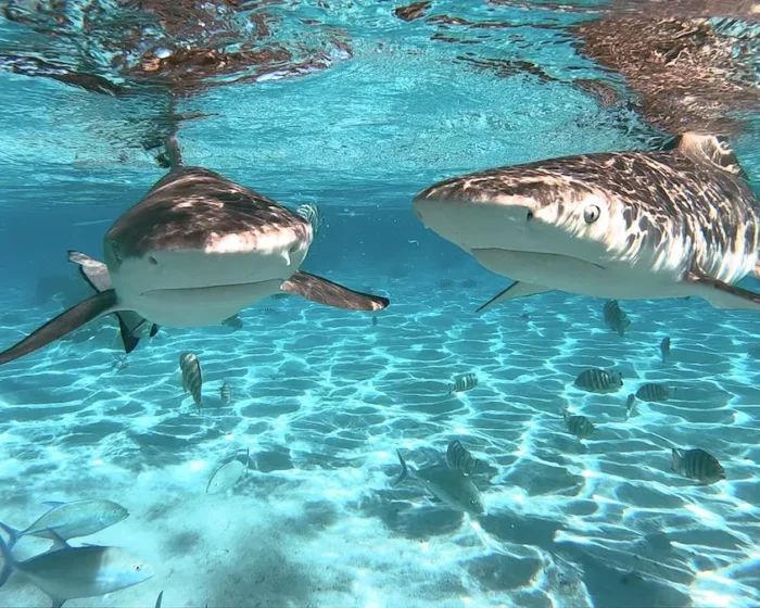 French Polynesia creates world’s largest marine protected area