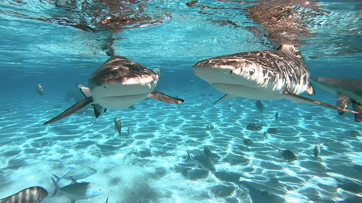 French Polynesia creates world’s largest marine protected area