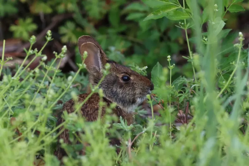 Robotic Rabbits Take on Pythons in Florida’s Everglades