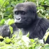 Rescued Gorillas Rewilded - A Breakthrough for Conservation