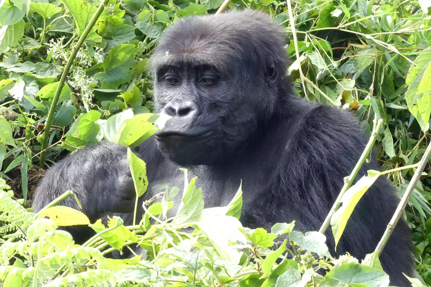 Rescued Gorillas Rewilded – A Breakthrough for Conservation