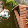 Tiny Stairs, Big Heart: Dutch Cities Rescue Cats from Canals