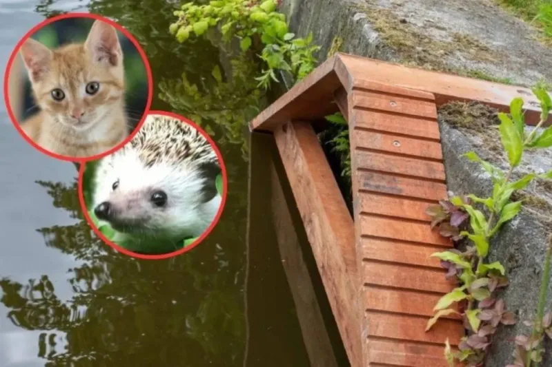Tiny Stairs, Big Heart: Dutch Cities Rescue Cats from Canals