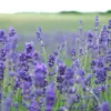 Lavender in Kashmir: A Fragrant Revolution of Hope, Farming, and Tourism
