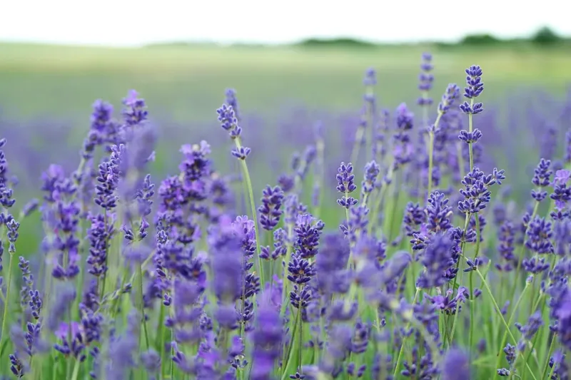 Lavender in Kashmir: A Fragrant Revolution of Hope, Farming, and Tourism
