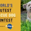 World’s Cutest Rescue Dog Contest 2025 – Finalists, Voting & Heartwarming Stories