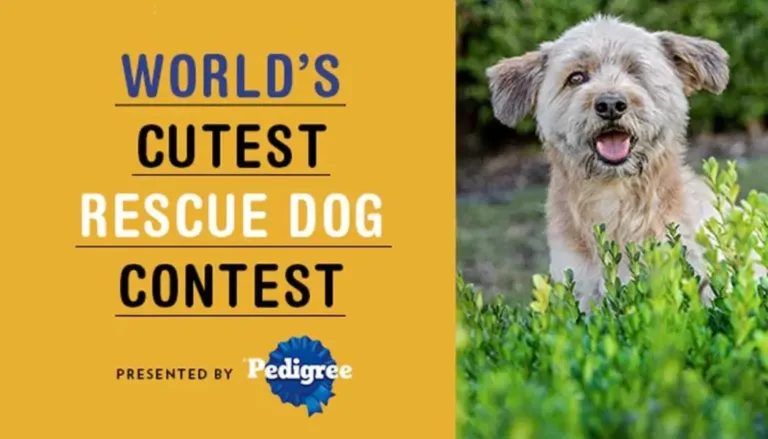World’s Cutest Rescue Dog Contest 2025 – Finalists, Voting & Heartwarming Stories