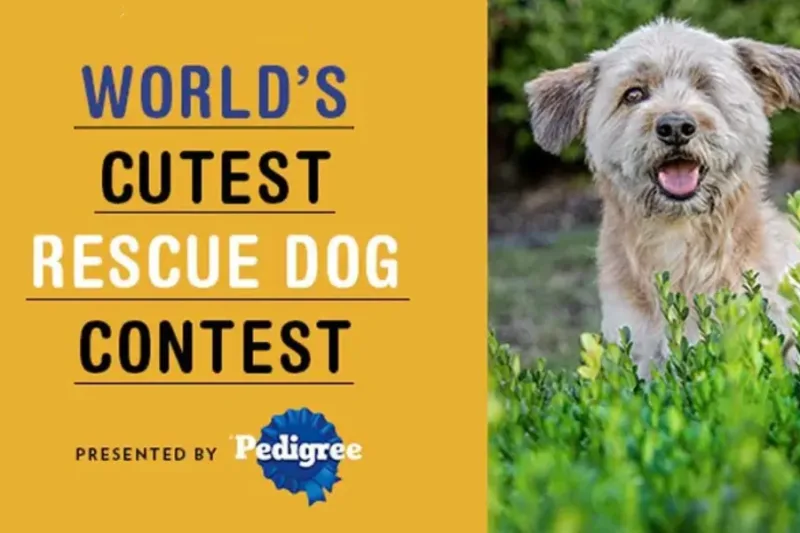 World’s Cutest Rescue Dog Contest 2025 – Finalists, Voting & Heartwarming Stories