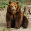 Masha the Rescue Bear Wins Napness Title After a Lifetime of Trauma