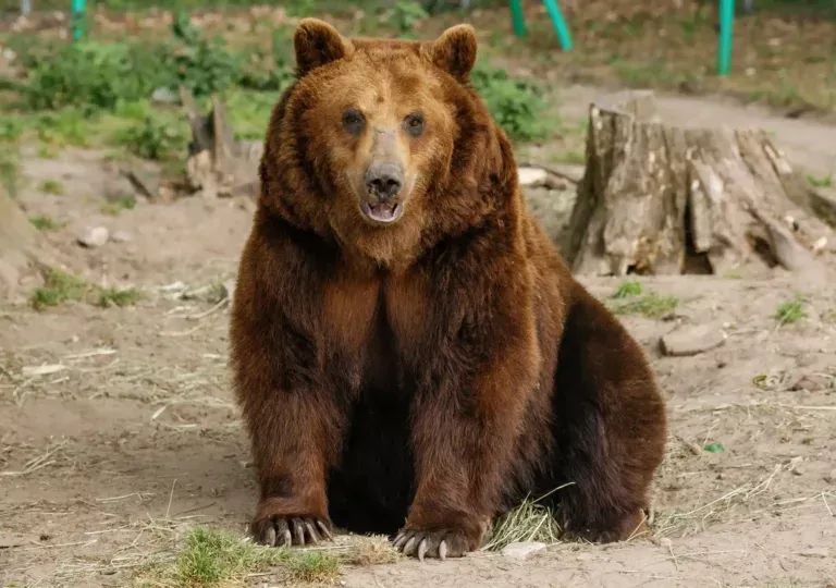 Masha the Rescue Bear Wins Napness Title After a Lifetime of Trauma