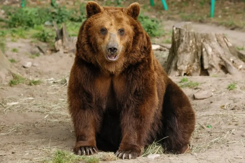 Masha the Rescue Bear Wins Napness Title After a Lifetime of Trauma