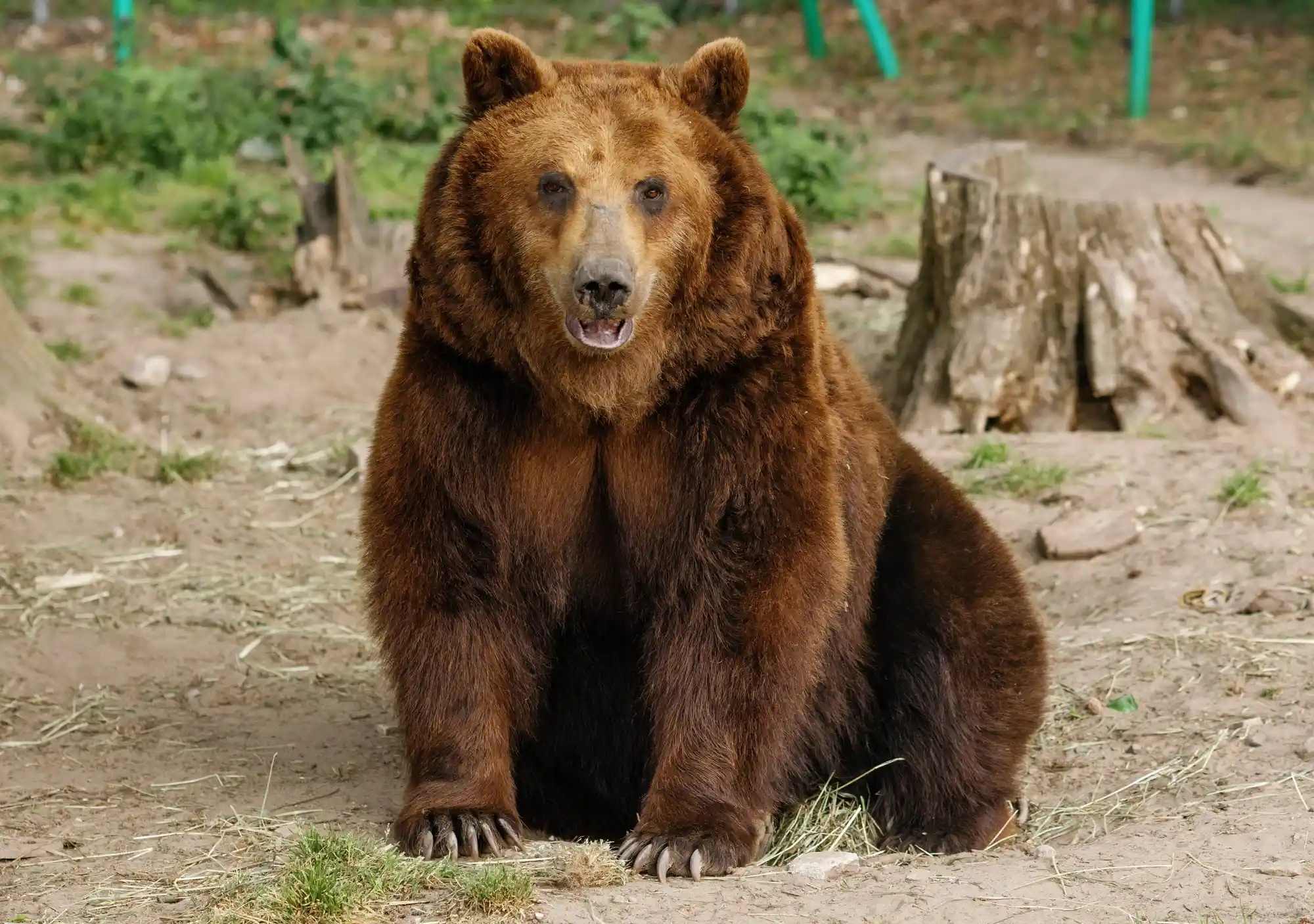 Masha the Rescue Bear Wins Napness Title After a Lifetime of Trauma
