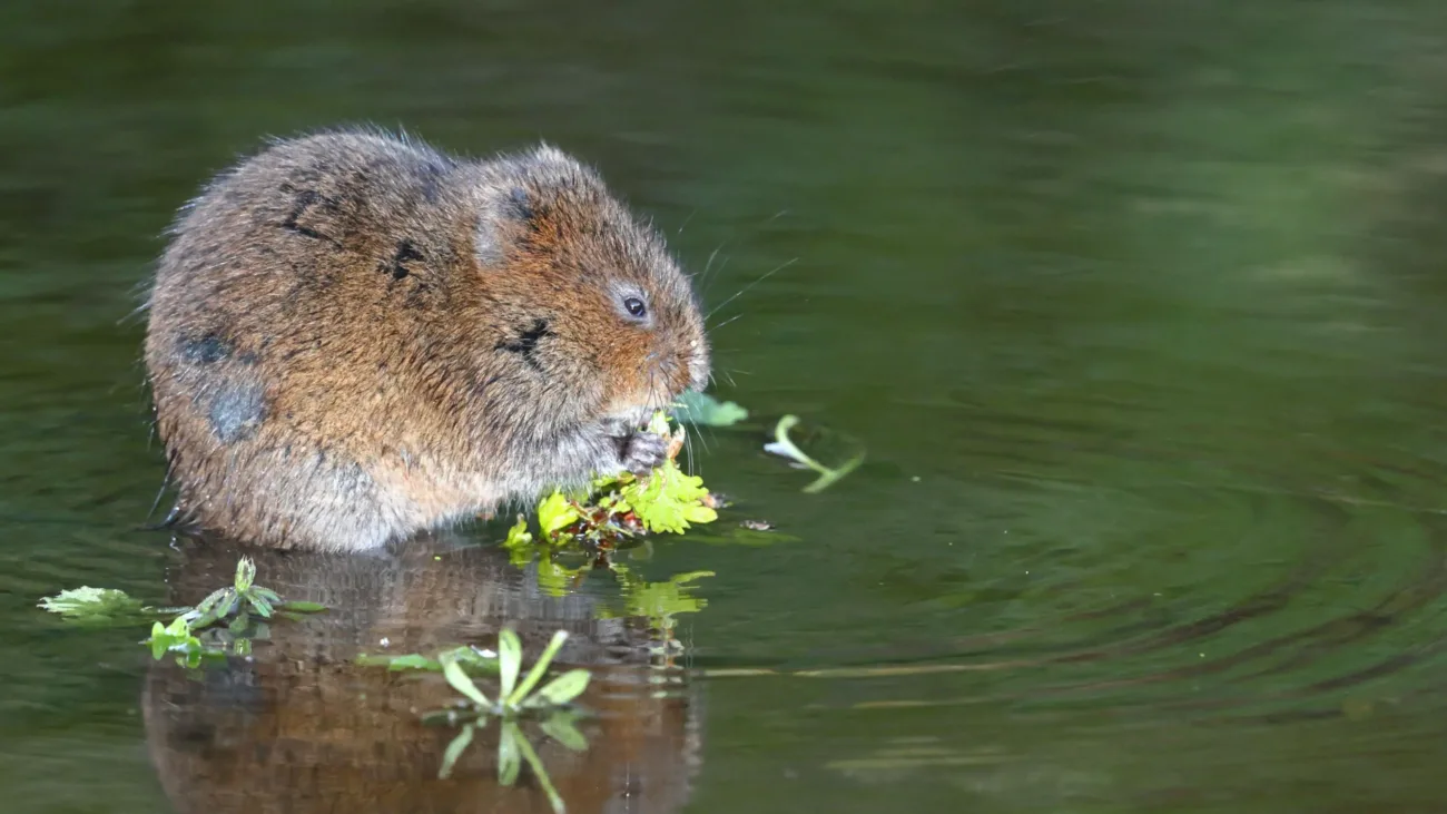 England’s Wildlife Comeback: 150 Threatened Species Recover in 2025