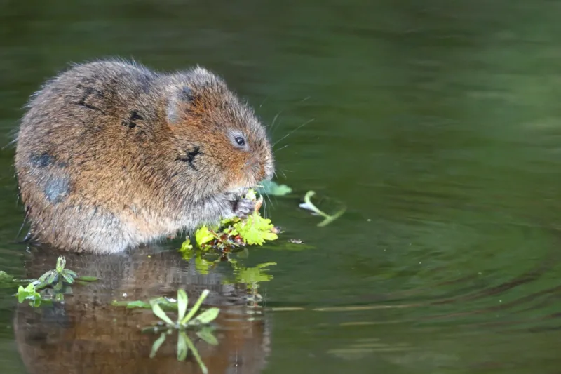 England’s Wildlife Comeback: 150 Threatened Species Recover in 2025