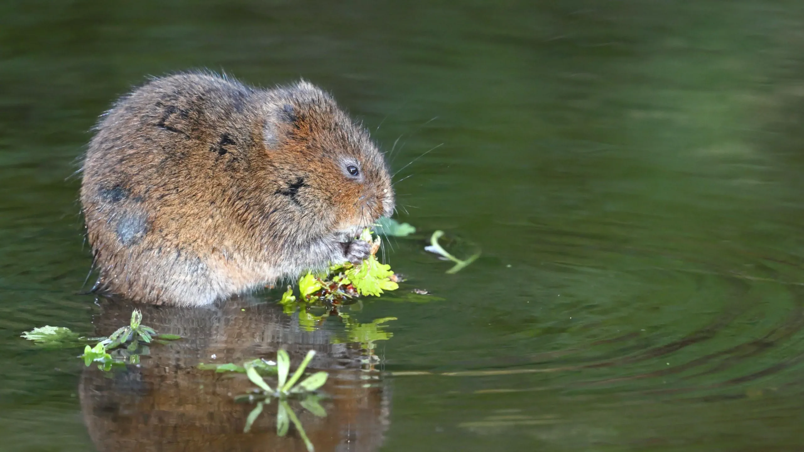 England’s Wildlife Comeback: 150 Threatened Species Recover in 2025