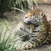 Mexico’s Jaguar Population Rebounds by 30% Since 2010