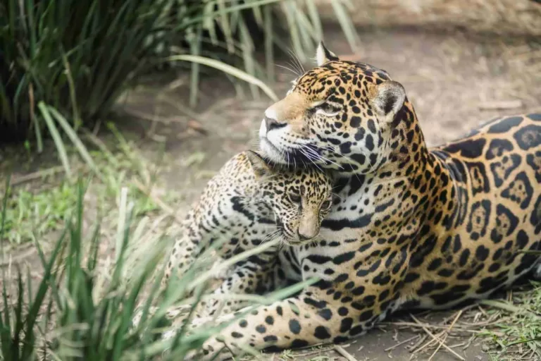 Mexico’s Jaguar Population Rebounds by 30% Since 2010