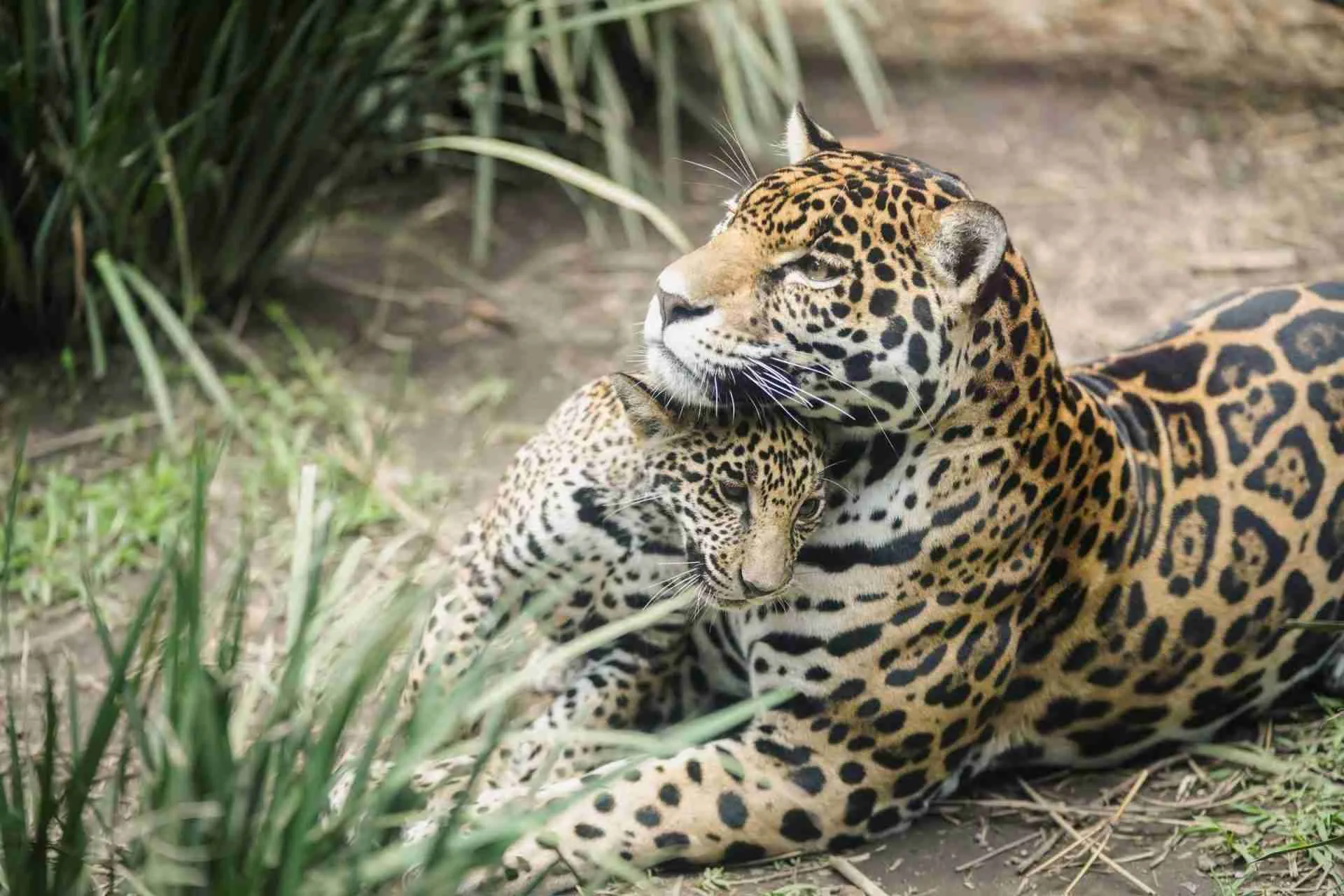Mexico’s Jaguar Population Rebounds by 30% Since 2010