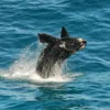 South Australia Celebrates Bumper Calving Season for Southern Right Whales 2025